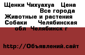 Щенки Чихуахуа › Цена ­ 12000-15000 - Все города Животные и растения » Собаки   . Челябинская обл.,Челябинск г.